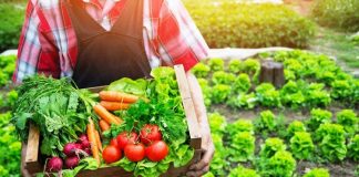 Son yıllarda sağlıklı yaşam ve beslenme alışkanlıkları giderek önem kazanırken, doğal ve organik menü seçenekleri de popülerliğini artırıyor. Organik gıdalar, kimyasal katkı maddeleri ve yapay gübre kullanılmadan yetiştirilen ürünlerden oluşur. Bu nedenle doğal ve organik menüler, hem beden sağlığı hem de çevre açısından tercih edilir hale gelmiştir. Restoranlardan ev yemeklerine kadar geniş bir yelpazede yer bulan bu menüler, lezzet ve sağlık dengesini sunar. Konulu bir haber görseli.