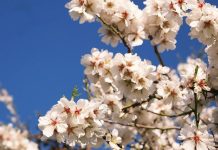 Bahar ayları, doğanın yeniden canlandığı, tarlaların ve bahçelerin taptaze ürünlerle dolduğu özel bir dönemdir. Bu mevsimde sofralara taşınan bahar tatları, hem görsel hem de lezzet açısından bambaşka bir zenginlik sunar. Rengarenk sebzeler, taze otlar, aromatik baharatlar ve mevsim meyveleri, hem hafif hem de sağlıklı yemeklerin başrol oyuncuları olur. Özellikle baharın taptaze dokusu, sofralara enerji ve mutluluk katar. Konulu bir haber görseli.