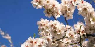 Bahar ayları, doğanın yeniden canlandığı, tarlaların ve bahçelerin taptaze ürünlerle dolduğu özel bir dönemdir. Bu mevsimde sofralara taşınan bahar tatları, hem görsel hem de lezzet açısından bambaşka bir zenginlik sunar. Rengarenk sebzeler, taze otlar, aromatik baharatlar ve mevsim meyveleri, hem hafif hem de sağlıklı yemeklerin başrol oyuncuları olur. Özellikle baharın taptaze dokusu, sofralara enerji ve mutluluk katar. Konulu bir haber görseli.