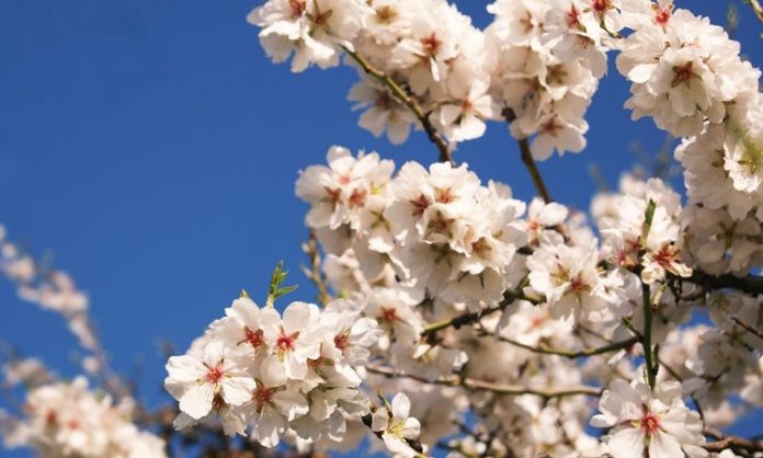 Bahar ayları, doğanın yeniden canlandığı, tarlaların ve bahçelerin taptaze ürünlerle dolduğu özel bir dönemdir. Bu mevsimde sofralara taşınan bahar tatları, hem görsel hem de lezzet açısından bambaşka bir zenginlik sunar. Rengarenk sebzeler, taze otlar, aromatik baharatlar ve mevsim meyveleri, hem hafif hem de sağlıklı yemeklerin başrol oyuncuları olur. Özellikle baharın taptaze dokusu, sofralara enerji ve mutluluk katar. Konulu bir haber görseli.