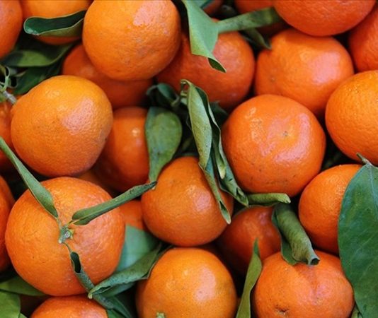 Narenciye, hem sofralarımıza renk katan hem de sağlığımız için sayısız fayda barındıran meyve gruplarından biridir. Portakal, mandalina, greyfurt, limon ve turunç gibi çeşitleriyle her mevsim taze tüketilebilen narenciye, mutfaklarda yalnızca meyve olarak değil, yemeklerden tatlılara, içeceklerden salatalara kadar pek çok alanda kullanılmaktadır. İçerdiği yüksek C vitamini, antioksidanlar ve lifler sayesinde bağışıklığı güçlendirir, vücudu hastalıklara karşı korur. Günümüzde, sağlıklı beslenme trendleri ile birlikte narenciye tüketimi her geçen yıl artmaktadır. Konulu bir haber görseli.