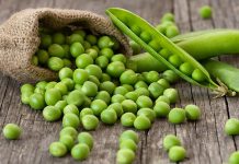 Bezelye, mutfaklarımızın hem taze hem de kuru olarak kullandığı önemli bir sebzedir. Tarih boyunca hem Anadolu hem de dünya mutfağında kendine yer bulan bezelye, besleyici içeriğiyle sofraların vazgeçilmezleri arasında yer alır. Zengin protein ve lif içeriği, bezelyeyi özellikle sağlıklı beslenme alışkanlıklarında öne çıkarır. Konulu bir haber görseli.