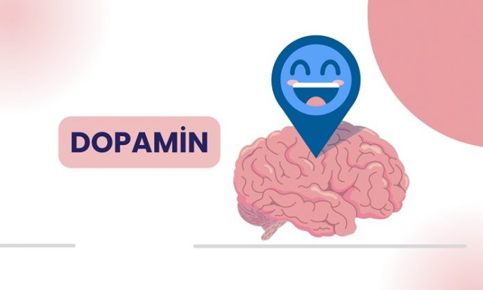 Dopamin Diyeti Zihinsel Motivasyonu Ve Enerjiyi Destekleyen Beslenme Yaklaşımı Modern yaşamda motivasyon eksikliği, odaklanma sorunları ve zihinsel yorgunluk giderek daha sık konuşulan konular arasında yer alıyor. Bu noktada beynin ödül ve motivasyon sistemiyle doğrudan ilişkili olan dopamin hormonu ön plana çıkıyor. Dopamin diyeti, yalnızca fiziksel ihtiyaçlara değil, zihinsel performans ve ruhsal dengeye de odaklanan bütüncül bir beslenme yaklaşımı olarak dikkat çekiyor. Konulu bir haber görseli.