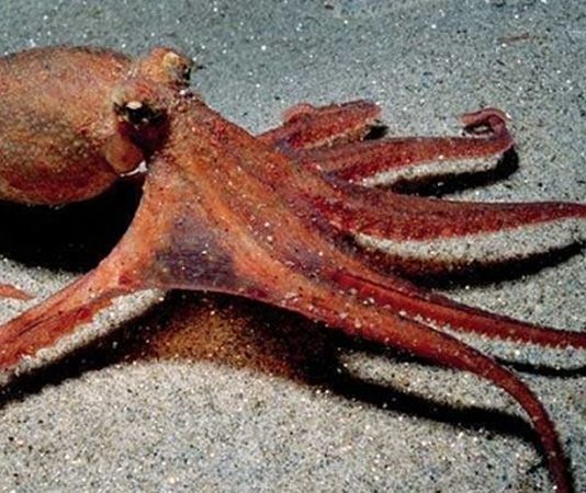 Deniz ürünleri dünyasında gizemli görünümü ve eşsiz dokusuyla öne çıkan ahtapot, son yıllarda gastronomi sahnesinde adından daha sık söz ettirmeye başladı. Bir zamanlar yalnızca sahil kasabalarındaki geleneksel balık restoranlarında rastlanan bu ürün, artık büyük şehirlerdeki seçkin mekanların menülerinde ve gurme market raflarında da kendine yer buluyor. Özellikle Akdeniz mutfağına olan ilginin artması, ahtapot tüketiminin daha geniş kitlelere yayılmasını sağlıyor. Konulu bir haber görseli.