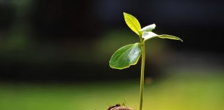 Günümüzde sağlıklı yaşam kavramı giderek daha geniş bir çerçevede ele alınmakta ve yalnızca hastalıklardan korunmayı değil, yaşam kalitesini artırmayı da kapsamaktadır. Bu süreçte doğal kaynaklara yönelim dikkat çekici biçimde artmaktadır. Özellikle bitkisel takviyeler, modern yaşamın getirdiği yoğun tempo ve düzensiz beslenme alışkanlıkları karşısında destekleyici bir unsur olarak öne çıkmaktadır. Bitkilerden elde edilen bu ürünler, yüzyıllardır farklı kültürlerde kullanılan geleneksel bilgiyle günümüz ihtiyaçlarını bir araya getirmektedir. Konulu bir haber görseli.