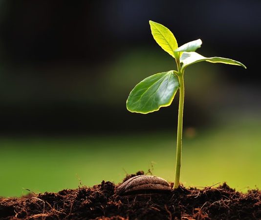 Günümüzde sağlıklı yaşam kavramı giderek daha geniş bir çerçevede ele alınmakta ve yalnızca hastalıklardan korunmayı değil, yaşam kalitesini artırmayı da kapsamaktadır. Bu süreçte doğal kaynaklara yönelim dikkat çekici biçimde artmaktadır. Özellikle bitkisel takviyeler, modern yaşamın getirdiği yoğun tempo ve düzensiz beslenme alışkanlıkları karşısında destekleyici bir unsur olarak öne çıkmaktadır. Bitkilerden elde edilen bu ürünler, yüzyıllardır farklı kültürlerde kullanılan geleneksel bilgiyle günümüz ihtiyaçlarını bir araya getirmektedir. Konulu bir haber görseli.