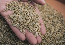 Çavdar, son yıllarda hem sağlıklı beslenme trendlerinin etkisiyle hem de tarımsal sürdürülebilirlik arayışlarının hız kazanmasıyla yeniden gündemin üst sıralarına taşındı. Özellikle çavdar bazlı ürünlerin artan tüketimi, bu tahılın yalnızca geleneksel mutfaklarda değil modern diyetlerde de kendine güçlü bir yer edinmesini sağladı. Uzmanlar, lif oranı yüksek yapısı ve düşük glisemik indeksi sayesinde çavdar ekmeği ve türevlerinin, obezite ve diyabetle mücadelede önemli bir rol oynadığını vurguluyor. Konulu bir haber görseli.