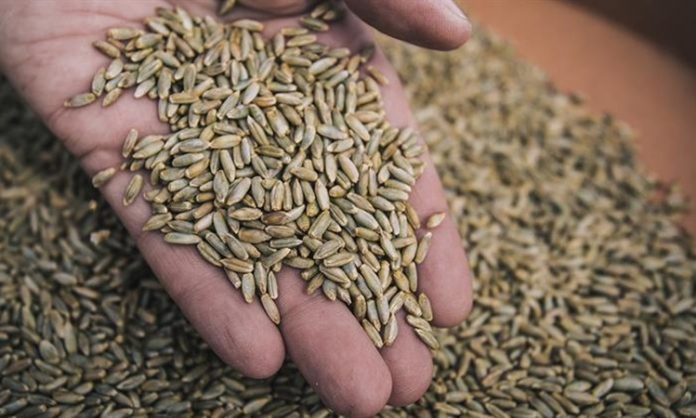 Çavdar, son yıllarda hem sağlıklı beslenme trendlerinin etkisiyle hem de tarımsal sürdürülebilirlik arayışlarının hız kazanmasıyla yeniden gündemin üst sıralarına taşındı. Özellikle çavdar bazlı ürünlerin artan tüketimi, bu tahılın yalnızca geleneksel mutfaklarda değil modern diyetlerde de kendine güçlü bir yer edinmesini sağladı. Uzmanlar, lif oranı yüksek yapısı ve düşük glisemik indeksi sayesinde çavdar ekmeği ve türevlerinin, obezite ve diyabetle mücadelede önemli bir rol oynadığını vurguluyor. Konulu bir haber görseli.