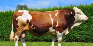 Dana eti, hem Türk mutfağının hem de dünya mutfaklarının vazgeçilmez protein kaynaklarından biri olarak öne çıkıyor. Yüksek besin değeri, zengin lezzeti ve çok yönlü kullanım alanları sayesinde dana eti, yüzyıllardır sofralarda önemli bir yer tutuyor. Son yıllarda artan sağlıklı beslenme bilinciyle birlikte tüketiciler, daha bilinçli tercihler yapmaya yönelirken dana etinin kalitesi, üretim koşulları ve besin içeriği daha fazla sorgulanır hale geldi. Konulu bir haber görseli.