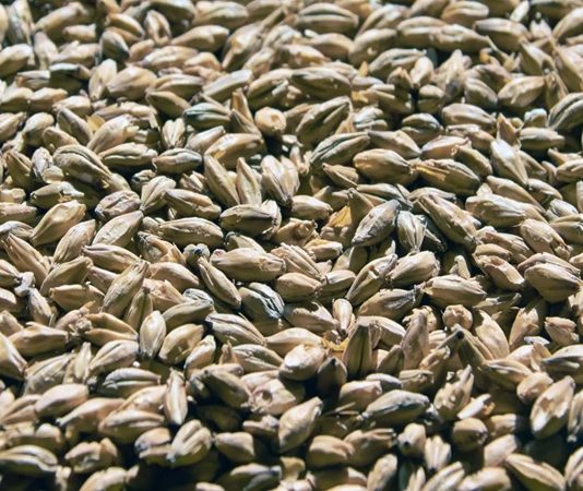 Arpa, insanlık tarihinin en eski tarım ürünlerinden biri olarak bugün de hem gıda hem de hayvancılık sektöründe stratejik bir rol oynamaya devam ediyor. Kuraklığa ve soğuk iklimlere karşı görece dayanıklı yapısıyla bilinen Arpa, özellikle iklim belirsizliklerinin arttığı günümüzde yeniden daha fazla ilgi görmeye başladı. Ekmeklik buğday kadar yaygın tüketilmese de bira üretiminden hayvan yemine, geleneksel mutfaklardan modern gıda sanayisine kadar geniş bir kullanım alanına sahip olması, arpayı vazgeçilmez kılıyor. Konulu bir haber görseli.