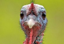 Hindi eti, son yıllarda sağlıklı beslenme trendlerinin etkisiyle giderek daha fazla ilgi gören bir hayvansal protein kaynağı haline geldi. Düşük yağ oranı, yüksek protein değeri ve hafif tadıyla öne çıkan hindi eti, özellikle diyet yapan bireyler ve sporcular tarafından tercih ediliyor. Geleneksel olarak bazı özel günlerle özdeşleşmiş olsa da günümüzde hindi eti artık günlük beslenme rutinlerinde de daha sık yer buluyor. Konulu bir haber görseli.