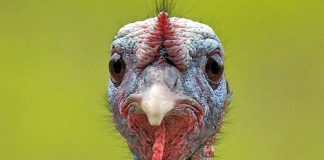 Hindi eti, son yıllarda sağlıklı beslenme trendlerinin etkisiyle giderek daha fazla ilgi gören bir hayvansal protein kaynağı haline geldi. Düşük yağ oranı, yüksek protein değeri ve hafif tadıyla öne çıkan hindi eti, özellikle diyet yapan bireyler ve sporcular tarafından tercih ediliyor. Geleneksel olarak bazı özel günlerle özdeşleşmiş olsa da günümüzde hindi eti artık günlük beslenme rutinlerinde de daha sık yer buluyor. Konulu bir haber görseli.