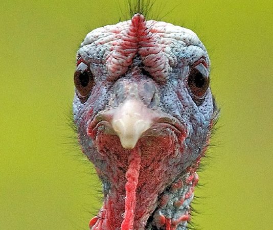 Hindi Etinin Yükselen Popülerliği Sağlıklı Beslenmeden Sürdürülebilir Üretime Hindi eti, son yıllarda sağlıklı beslenme trendlerinin etkisiyle giderek daha fazla ilgi gören bir hayvansal protein kaynağı haline geldi. Düşük yağ oranı, yüksek protein değeri ve hafif tadıyla öne çıkan hindi eti, özellikle diyet yapan bireyler ve sporcular tarafından tercih ediliyor. Geleneksel olarak bazı özel günlerle özdeşleşmiş olsa da günümüzde hindi eti artık günlük beslenme rutinlerinde de daha sık yer buluyor. Konulu bir haber görseli.