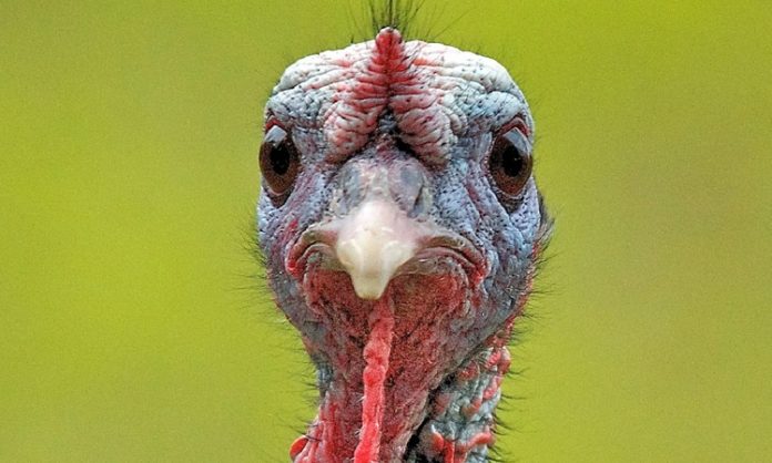Hindi Etinin Yükselen Popülerliği Sağlıklı Beslenmeden Sürdürülebilir Üretime Hindi eti, son yıllarda sağlıklı beslenme trendlerinin etkisiyle giderek daha fazla ilgi gören bir hayvansal protein kaynağı haline geldi. Düşük yağ oranı, yüksek protein değeri ve hafif tadıyla öne çıkan hindi eti, özellikle diyet yapan bireyler ve sporcular tarafından tercih ediliyor. Geleneksel olarak bazı özel günlerle özdeşleşmiş olsa da günümüzde hindi eti artık günlük beslenme rutinlerinde de daha sık yer buluyor. Konulu bir haber görseli.
