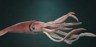 Deniz ürünleri denildiğinde akla ilk gelen seçeneklerden biri olmasa da kalamar, son yıllarda hem restoran menülerinde hem de ev mutfaklarında daha görünür hale geldi. Özellikle Akdeniz mutfağına özgü tariflerin popülerleşmesi, sosyal medyada paylaşılan yemek videoları ve sağlıklı beslenme trendleri, kalamar tüketimini belirgin biçimde artırdı. Bir dönem sadece sahil kasabalarındaki balık restoranlarında bulunan bu ürün, artık büyük şehirlerdeki zincir marketlerde dondurulmuş ya da taze olarak da rahatlıkla bulunabiliyor. Konulu bir haber görseli.