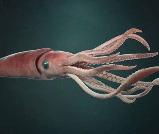 Deniz ürünleri denildiğinde akla ilk gelen seçeneklerden biri olmasa da kalamar, son yıllarda hem restoran menülerinde hem de ev mutfaklarında daha görünür hale geldi. Özellikle Akdeniz mutfağına özgü tariflerin popülerleşmesi, sosyal medyada paylaşılan yemek videoları ve sağlıklı beslenme trendleri, kalamar tüketimini belirgin biçimde artırdı. Bir dönem sadece sahil kasabalarındaki balık restoranlarında bulunan bu ürün, artık büyük şehirlerdeki zincir marketlerde dondurulmuş ya da taze olarak da rahatlıkla bulunabiliyor. Konulu bir haber görseli.