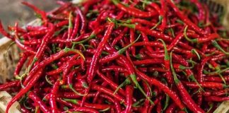 Kırmızı biber, mutfak kültürünün en dikkat çekici ve en yaygın kullanılan ürünlerinden biri olarak hem rengi hem de aromasıyla öne çıkar. Tatlıdan acıya uzanan geniş lezzet skalası sayesinde kırmızı biber, farklı damak zevklerine hitap edebilen nadir gıda ürünleri arasında yer alır. Dünya mutfaklarında önemli bir yere sahip olan bu ürün, sadece yemeklere tat katmakla kalmaz, aynı zamanda görsel açıdan da sofralara canlılık kazandırır. Konulu bir haber görseli.