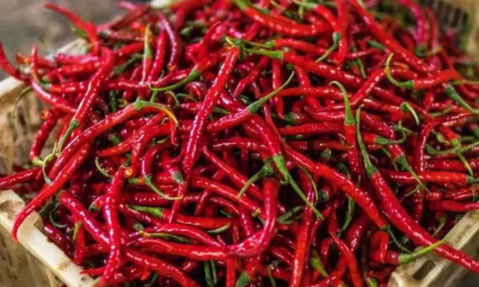 Kırmızı biber, mutfak kültürünün en dikkat çekici ve en yaygın kullanılan ürünlerinden biri olarak hem rengi hem de aromasıyla öne çıkar. Tatlıdan acıya uzanan geniş lezzet skalası sayesinde kırmızı biber, farklı damak zevklerine hitap edebilen nadir gıda ürünleri arasında yer alır. Dünya mutfaklarında önemli bir yere sahip olan bu ürün, sadece yemeklere tat katmakla kalmaz, aynı zamanda görsel açıdan da sofralara canlılık kazandırır. Konulu bir haber görseli.