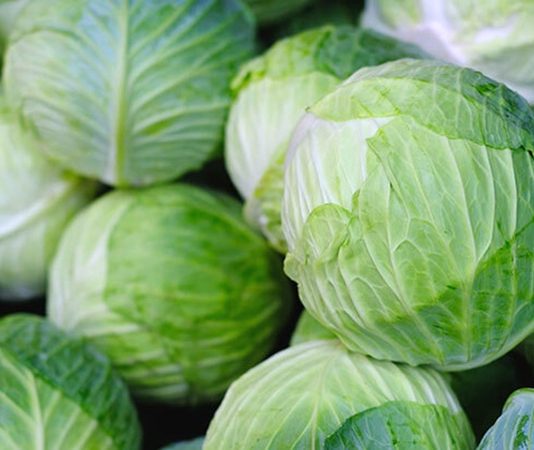 Beslenme uzmanlarının sıkça önerdiği sebzeler arasında yer alan lahana, hem lezzeti hem de sağlık faydalarıyla öne çıkıyor. Özellikle düşük kalorili yapısı ve vitamin-mineral zenginliği ile bilinen lahana, salatalardan sarmalara, çorbalardan turşulara kadar geniş bir kullanım alanına sahiptir. Türkiye mutfağında uzun yıllardır kullanılan lahana, hem geleneksel tariflerde hem de modern sağlıklı beslenme trendlerinde önemli bir yer tutuyor. Konulu bir haber görseli.