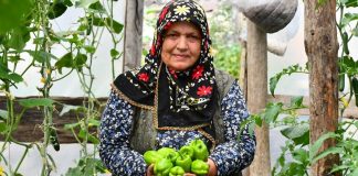 Son yıllarda sağlıklı yaşam arayışının artmasıyla birlikte organik sebzeler gıda tercihlerinde çok daha görünür hale geldi. Tüketiciler artık sadece doyurucu değil, aynı zamanda doğaya ve insan sağlığına zarar vermeyen ürünlere yöneliyor. Bu yönelim, tarım anlayışını da kökten değiştirirken, kimyasal girdilerden uzak üretim modellerini ön plana çıkarıyor. Özellikle şehir hayatının getirdiği hızlı tüketim alışkanlıkları, insanları daha bilinçli seçimler yapmaya itiyor. Konulu bir haber görseli.