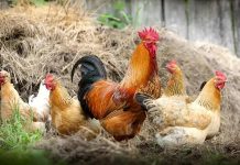 Serbest gezen tavuk, son yıllarda gıda tercihlerinde bilinç düzeyinin artmasıyla birlikte tüketicilerin en çok dikkat ettiği ürünlerden biri haline geldi. Endüstriyel üretim koşullarına dair artan soru işaretleri, insanları daha doğal ve hayvan refahını gözeten alternatiflere yöneltiyor. Bu noktada serbest gezen tavuk, hem üretim modeli hem de ürün kalitesi açısından güven veren bir seçenek olarak öne çıkıyor. Konulu bir haber görseli.