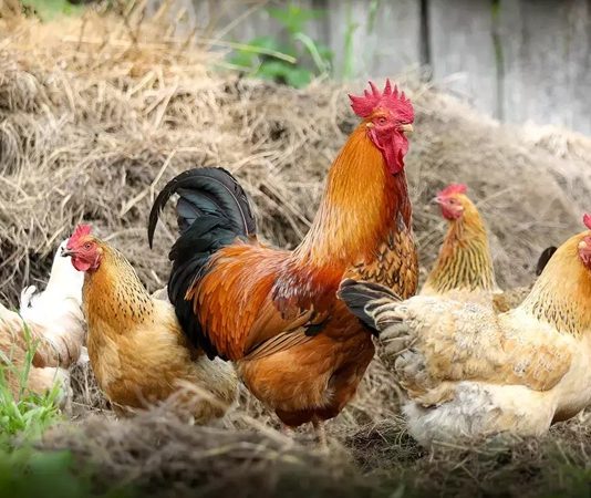 Serbest gezen tavuk, son yıllarda gıda tercihlerinde bilinç düzeyinin artmasıyla birlikte tüketicilerin en çok dikkat ettiği ürünlerden biri haline geldi. Endüstriyel üretim koşullarına dair artan soru işaretleri, insanları daha doğal ve hayvan refahını gözeten alternatiflere yöneltiyor. Bu noktada serbest gezen tavuk, hem üretim modeli hem de ürün kalitesi açısından güven veren bir seçenek olarak öne çıkıyor. Konulu bir haber görseli.