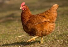 Serbest gezen tavuk yumurtası, son yıllarda doğal ve sağlıklı beslenmeye yönelen tüketicilerin en çok tercih ettiği gıdalar arasında yer alıyor. Üretim sürecinde tavukların açık alanda dolaşabilmesi, doğal yemlerle beslenmesi ve daha stressiz bir ortamda yetişmesi, bu yumurtaların besin değerini ve algılanan kalitesini artırıyor. Geleneksel yumurta üretimine kıyasla daha doğal koşullarda elde edilen serbest gezen tavuk yumurtası, sofralarda güven duygusuyla tüketilen bir ürün haline gelmiş durumda. Konulu bir haber görseli.