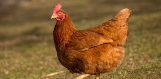 Serbest gezen tavuk yumurtası, son yıllarda doğal ve sağlıklı beslenmeye yönelen tüketicilerin en çok tercih ettiği gıdalar arasında yer alıyor. Üretim sürecinde tavukların açık alanda dolaşabilmesi, doğal yemlerle beslenmesi ve daha stressiz bir ortamda yetişmesi, bu yumurtaların besin değerini ve algılanan kalitesini artırıyor. Geleneksel yumurta üretimine kıyasla daha doğal koşullarda elde edilen serbest gezen tavuk yumurtası, sofralarda güven duygusuyla tüketilen bir ürün haline gelmiş durumda. Konulu bir haber görseli.