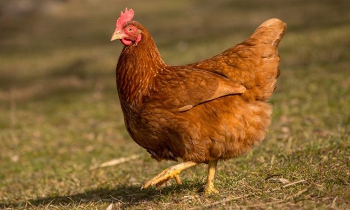 Serbest Gezen Tavuk Yumurtası Doğal Beslenmenin Güvenilir Tercihi Serbest gezen tavuk yumurtası, son yıllarda doğal ve sağlıklı beslenmeye yönelen tüketicilerin en çok tercih ettiği gıdalar arasında yer alıyor. Üretim sürecinde tavukların açık alanda dolaşabilmesi, doğal yemlerle beslenmesi ve daha stressiz bir ortamda yetişmesi, bu yumurtaların besin değerini ve algılanan kalitesini artırıyor. Geleneksel yumurta üretimine kıyasla daha doğal koşullarda elde edilen serbest gezen tavuk yumurtası, sofralarda güven duygusuyla tüketilen bir ürün haline gelmiş durumda. Konulu bir haber görseli.
