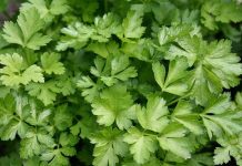 Maydanoz, sade görünümüne rağmen mutfak kültüründe oldukça güçlü bir yere sahip olan temel yeşilliklerden biridir. Hem taze hem de ince kıyılmış hâliyle kullanılan maydanoz, yemeklere kattığı aroma ve görsel canlılık sayesinde yüzyıllardır sofralardan eksik olmamıştır. Özellikle Akdeniz ve Orta Doğu mutfaklarında önemli bir yere sahip olan bu yeşillik, günlük beslenme alışkanlıklarının doğal bir parçası hâline gelmiştir. Konulu bir haber görseli.