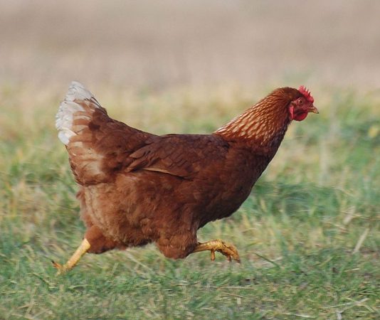 Tavuk Etinin Günlük Beslenmedeki Yeri Sağlıktan Ekonomiye Tavuk eti, dünya genelinde en çok tüketilen hayvansal protein kaynaklarından biri olarak öne çıkıyor. Uygun fiyatlı olması, kolay bulunabilirliği ve farklı pişirme yöntemlerine uyum sağlaması sayesinde tavuk eti, hem ev mutfaklarının hem de gıda sektörünün vazgeçilmez ürünleri arasında yer alıyor. Son yıllarda artan sağlıklı yaşam bilinciyle birlikte tüketiciler, yağ oranı düşük ve protein değeri yüksek besinlere yönelirken tavuk eti bu beklentilere güçlü bir şekilde karşılık veriyor. Konulu bir haber görseli.