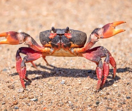 Deniz ürünleri dünyasında kendine özgü aroması ve besleyici yapısıyla öne çıkan yengeç, son yıllarda hem restoran menülerinde hem de ev mutfaklarında daha sık görülmeye başladı. Geleneksel mutfak kültüründe sınırlı bir yere sahip olan bu kabuklu deniz canlısı, küresel gastronomi trendlerinin etkisiyle Türkiye’de de yeniden keşfediliyor. Özellikle sağlıklı beslenmeye yönelik ilginin artması, yengeç tüketimini destekleyen önemli faktörler arasında yer alıyor. Konulu bir haber görseli.